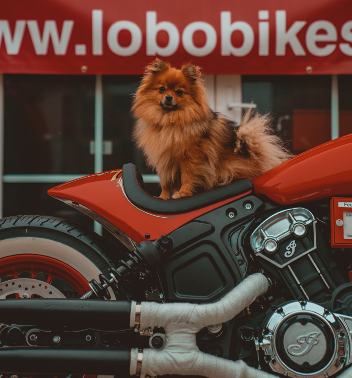 Lobo Bikes autorisierter Indian Motorcycles Dealer Berlin Brandenburg - Verkauf, Werkstatt und Fahrschule - Team - Sunny